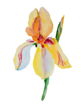beautiful yellow iris flower