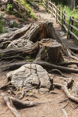 Fototapeta premium trunks and roots