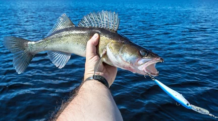 Foto op Plexiglas Walleye fish caught on wobbler bait © Piotr Wawrzyniuk
