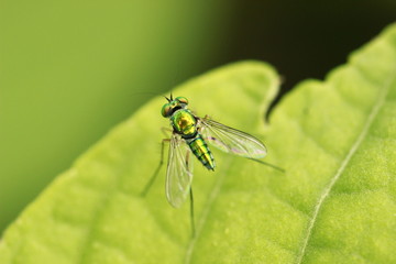 Long-legs fly