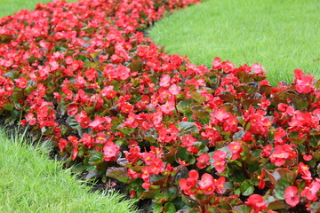 Red blooming flowers 7902