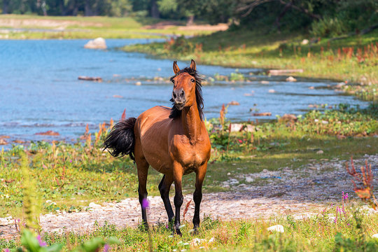 horse near river
