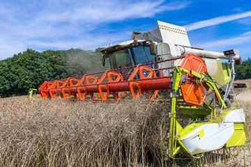 Combine harvester at rape harvest - 2429