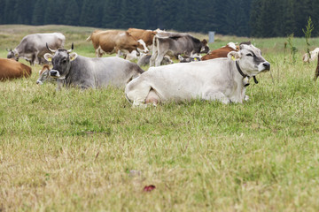grazing cows on the mountain