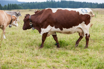 Fototapeta na wymiar grazing cows on the mountain