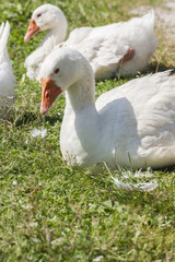 goose on meadow