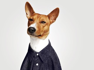 dog dressed in denim shirt