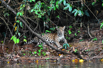 Wild jaguar in jungles