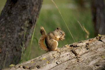 Naklejka na ściany i meble Squirrel enjoying a snack in Yellowstone National Park