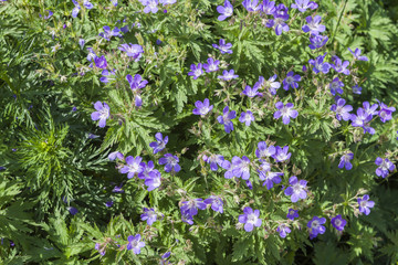 Fototapeta premium wildflower in the meadow