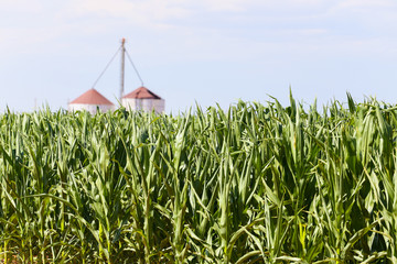 Corn field in the USA