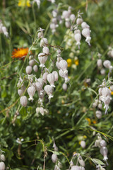 wildflower in the meadow