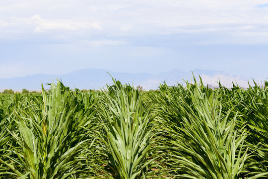 Corn field