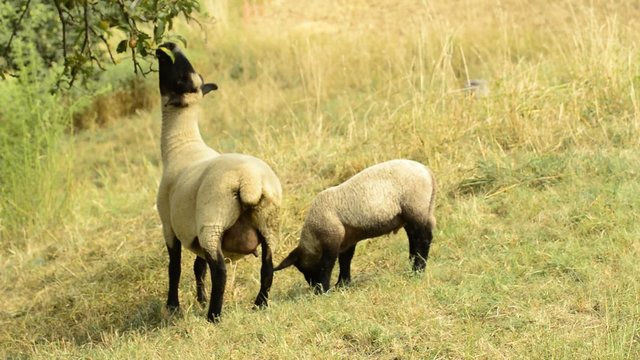 Schafe auf einer Weide