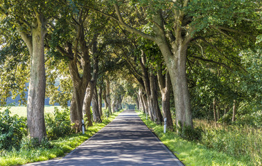 alley with old oak trees and old road in Usedom