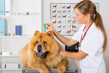 Veterinary clinic - 89173856