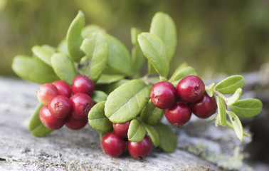 Cowberry