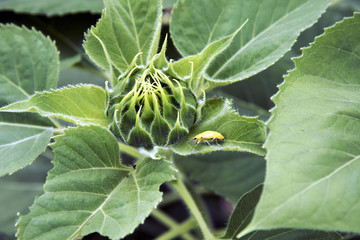 Sunflower to bloom  in the morning. 