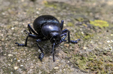 scarabeo nero lucido