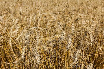 Wheat ears.