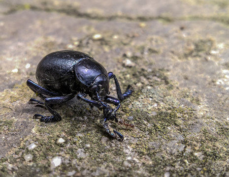 scarabeo nero lucido