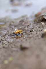 Westliche Honigbiene - Apis mellifera beim Wasser sammeln - Hochformat