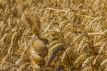 Wheat weaving, twisted grain like a DNA array.