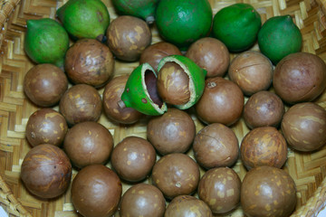 macadamia