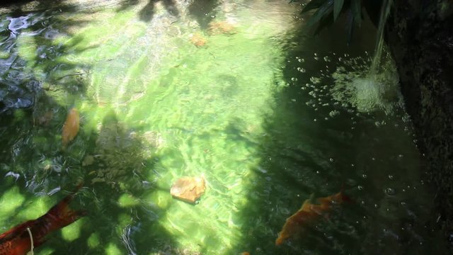 Fish swimming in water