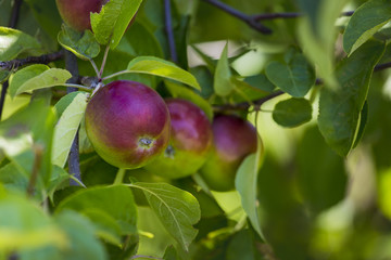 Ripe apples on the tree