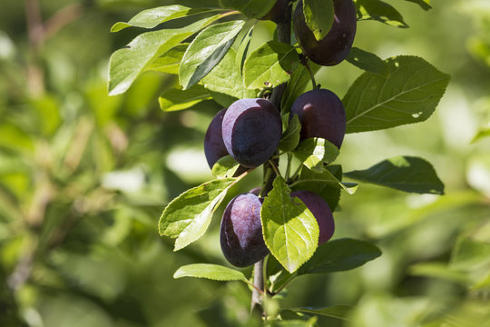 Group of purple plums get ripe on it's tree branch