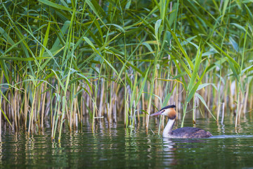 Obraz premium Great Crested Grebe, Podiceps cristatus