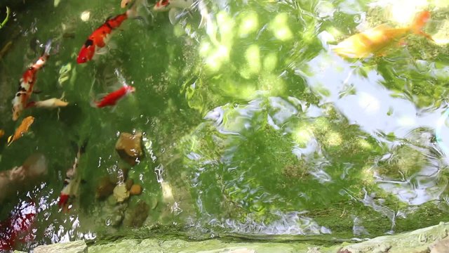 Fish swimming in water