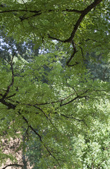 Summer Green. Back lighting highlights the graceful and fine foliage of these summer trees and leaves the green in contrast to the dark wood of the trunks.