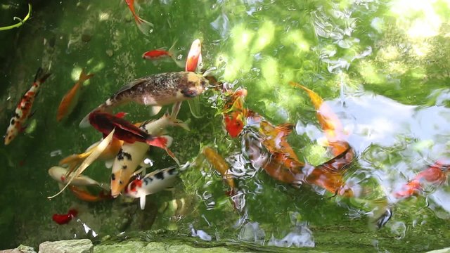 Fish swimming in water