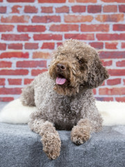 A lagotto romagnolo portrait. Image taken in a studio against a red brick wall background.