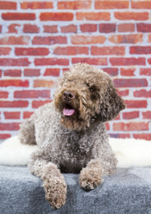 A lagotto romagnolo portrait. Image taken in a studio against a red brick wall background.