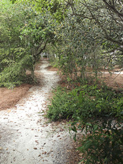 Obraz premium nature path in the forest