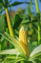 Corn cob