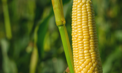 Corn cob