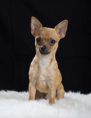 A chihuahua puppy portrait. Image taken in a studio.