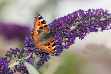 Kleiner Fuchs, aglais urticae, Schmetterling