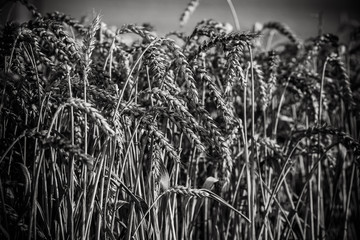 Spikes of ripe wheat on a farmers field. black and white.