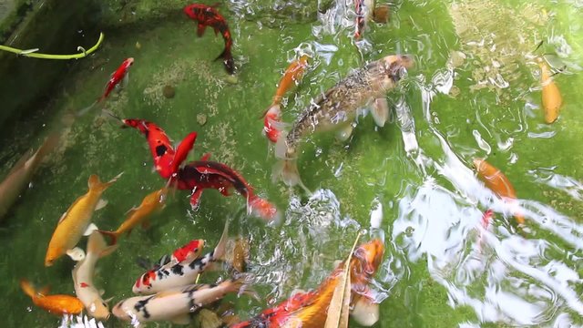Fish swimming in water