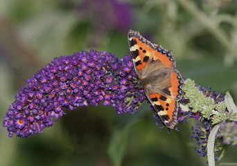 Kleiner Fuchs, aglais urticae, Schmetterling