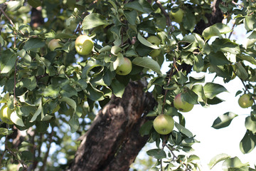 Apple tree close up
