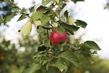 Apple tree close up