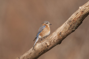  EASTERN BLUEBIRD SITTING ON LIMB