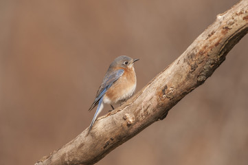  EASTERN BLUEBIRD PERCHED ON LIMB