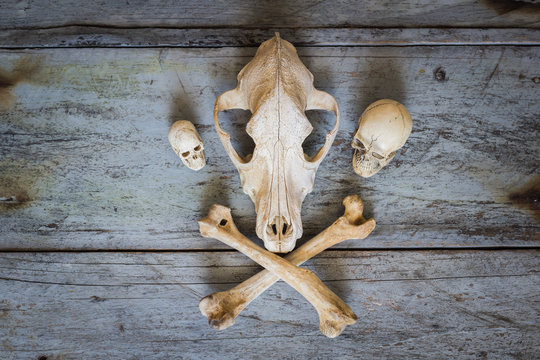 Still Life skull close up of wooden Background